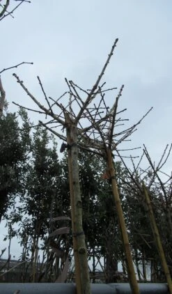 Japanse Notenboom (Ginkgo Biloba 'Mariken') -Planten Verkoopwinkel ginkgo mariken