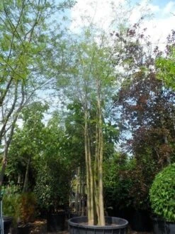 Doornloze Christusdoorn (Gleditsia Triacanthos 'Inermis') -Planten Verkoopwinkel gleditsia triacanthos inermis 600 800 c1500 meerstammig