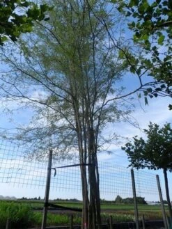 Doornloze Christusdoorn (Gleditsia Triacanthos 'Inermis') -Planten Verkoopwinkel gleditsia triacanthos inermis 700 800 drkl meerstammig solitair extra