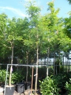 Geelbladige Christusdoorn (Gleditsia Triacanthos 'Sunburst') -Planten Verkoopwinkel gleditsia triacanthos sunburst 14 16 18ho cont