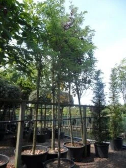 Geelbladige Christusdoorn (Gleditsia Triacanthos 'Sunburst') -Planten Verkoopwinkel gleditsia triacanthos sunburst 18 20ho c160