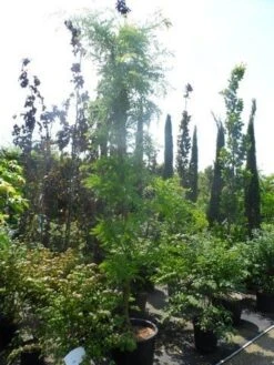 Geelbladige Christusdoorn (Gleditsia Triacanthos 'Sunburst') -Planten Verkoopwinkel gleditsia triacanthos sunburst 200 250 300 geveerd