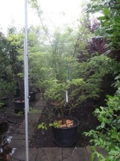 Geelbladige Christusdoorn (Gleditsia Triacanthos 'Sunburst') -Planten Verkoopwinkel gleditsia triacanthos sunburst 250 300 c130 meerstammig
