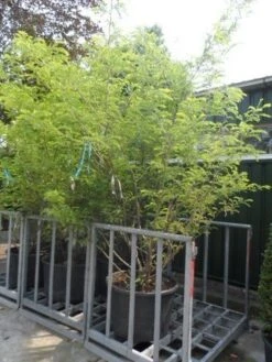 Geelbladige Christusdoorn (Gleditsia Triacanthos 'Sunburst') -Planten Verkoopwinkel gleditsia triacanthos sunburst 250 300 c130 meerstammige struik