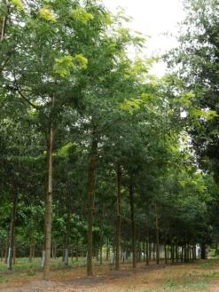 Grote Gleditsia (Gleditsia Triacanthos 'Sunburst') -Planten Verkoopwinkel gleditsia triacanthos sunburst 30 35