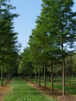 Grote Gleditsia (Gleditsia Triacanthos 'Sunburst') -Planten Verkoopwinkel gleditsia triacanthos sunburst 35 40