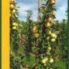 Zuilfruit (Malus Domestica 'Goldcats') -Planten Verkoopwinkel goldcats 1