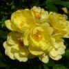 Klimroos (Rosa 'Golden Age') -Planten Verkoopwinkel goldenage