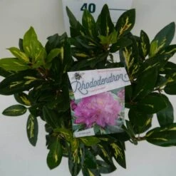 Rhododendron (Rhododendron 'Goldflimmer') -Planten Verkoopwinkel goldflimmer c5 boven 1