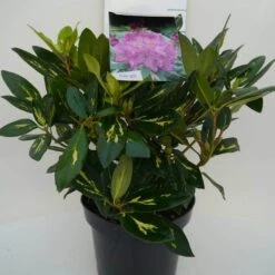 Rhododendron (Rhododendron 'Goldflimmer') -Planten Verkoopwinkel goldflimmer c5 voor 1