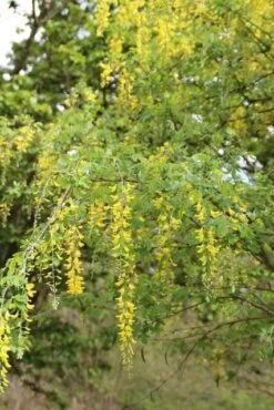 Gouden Regen Als Boom (Laburnum Watereri 'Vossii') 20 Gouden Regen Als Boom (Laburnum Watereri 'Vossii') -Planten Verkoopwinkel gouden regen 2