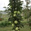 Zuilfruit (Malus Domestica 'Greencats') -Planten Verkoopwinkel greencats 2 1
