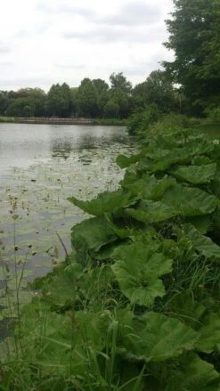 Mammoetblad (Gunnera Manicata) -Planten Verkoopwinkel gunnera 1