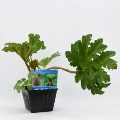 Mammoetblad (Gunnera Manicata) -Planten Verkoopwinkel gunnera manicata 28x28 20180412192854 2 1