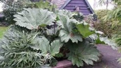 Mammoetblad (Gunnera Manicata) -Planten Verkoopwinkel gunnera manicata 2 1 1