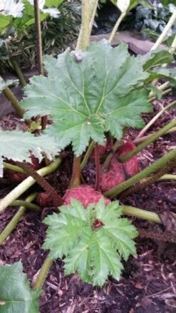 Mammoetblad (Gunnera Manicata) -Planten Verkoopwinkel gunnera manicata 4