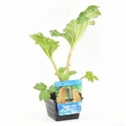 Mammoetblad (Gunnera Manicata) -Planten Verkoopwinkel gunnera manicata s e 13230 p18 1