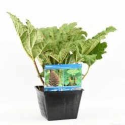 Mammoetblad (Gunnera Manicata) -Planten Verkoopwinkel gunnera manicata s e 13645 p28 1