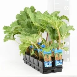 Mammoetblad (Gunnera Manicata) -Planten Verkoopwinkel gunnera manicata tl e 11115 p9 1