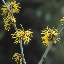Toverhazelaar (Hamamelis Intermedia 'Westerstede') -Planten Verkoopwinkel haiweste 22 11 11
