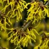 Toverhazelaar (Hamamelis Intermedia 'Arnold Promise') -Planten Verkoopwinkel hamamelis arnold promise 1
