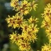 Toverhazelaar (Hamamelis Mollis) 2 Toverhazelaar (Hamamelis Mollis) -Planten Verkoopwinkel hamamelis mollis 2 1
