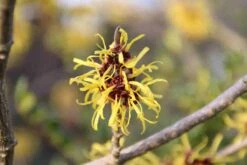 Toverhazelaar (Hamamelis Mollis 'Pallida') -Planten Verkoopwinkel hamamelis mollis pallida 1