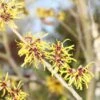 Toverhazelaar (Hamamelis Mollis 'Pallida') -Planten Verkoopwinkel hamamelis mollis pallida 2 1