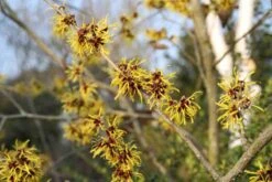 Toverhazelaar (Hamamelis Mollis 'Pallida') -Planten Verkoopwinkel hamamelis mollis pallida 3 1