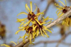 Toverhazelaar (Hamamelis Mollis 'Pallida') -Planten Verkoopwinkel hamamelis mollis pallida 4 1