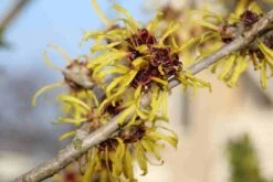 Toverhazelaar (Hamamelis Mollis 'Pallida') -Planten Verkoopwinkel hamamelis mollis pallida 5