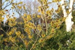 Toverhazelaar (Hamamelis Mollis 'Pallida') -Planten Verkoopwinkel hamamelis mollis pallida 6 1