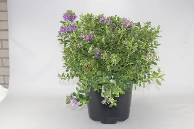 Hebe (Hebe Franciscana) 1 Hebe (Hebe Franciscana)