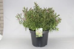 Hebe (Hebe 'Great Orme') -Planten Verkoopwinkel hebe great orme c10 2