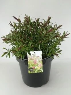 Hebe (Hebe 'Great Orme') -Planten Verkoopwinkel hebe great orme c10