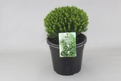 Hebe (Hebe Odora ‘Nana’)