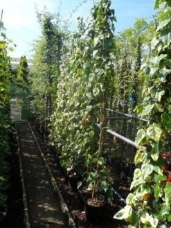 Kaukasische Klimop (Hedera Colchica 'Dentata Variegata') 11 Kaukasische Klimop (Hedera Colchica 'Dentata Variegata') -Planten Verkoopwinkel hedera colchica dentata variegata 175 200 c10 2