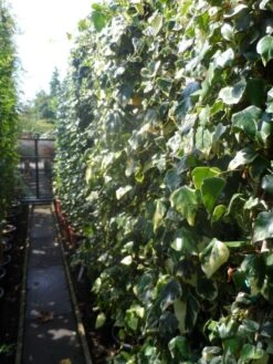 Kaukasische Klimop (Hedera Colchica 'Dentata Variegata') 9 Kaukasische Klimop (Hedera Colchica 'Dentata Variegata') -Planten Verkoopwinkel hedera colchica dentata variegata 200 250 c15 2