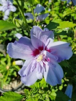 Altheastruik (Hibiscus Syriacus 'Blue Chiffon') -Planten Verkoopwinkel hibiscis blue chiffon 1 1
