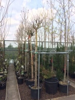 Altheastruik Als Boom (Hibiscus Syriacus 'Oiseau Blue') -Planten Verkoopwinkel hibiscus 2