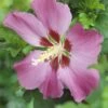 Altheastruik Op Stam (Hibiscus Syriacus 'Woodbridge') -Planten Verkoopwinkel hibiscus woodbridgev01 1