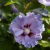 Altheastruik (Hibiscus Syriacus 'Blue Chiffon') -Planten Verkoopwinkel hibiscus blue chiffon 1