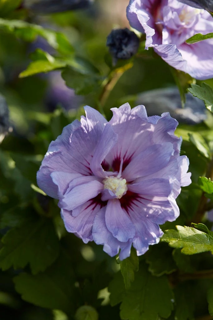 Altheastruik (Hibiscus Syriacus 'Blue Chiffon') 1 Altheastruik (Hibiscus Syriacus 'Blue Chiffon')