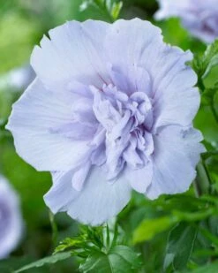 Altheastruik (Hibiscus Syriacus 'Blue Chiffon') -Planten Verkoopwinkel hibiscus blue chiffon 2 1