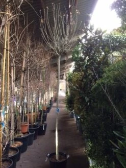 Altheastruik Als Boom (Hibiscus Syriacus 'Oiseau Blue') -Planten Verkoopwinkel hibiscus oiseau blue 1214 2 1