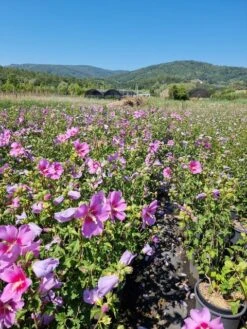 Altheastruik (Hibiscus Syriacus 'Rose Moon') -Planten Verkoopwinkel hibiscus rose moon 4