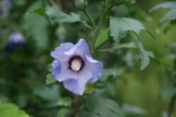 Altheastruik Op Stam (Hibiscus Syriacus 'Oiseau Blue') -Planten Verkoopwinkel hibiscus syr oiseau bleu 2