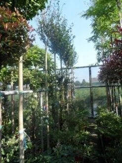 Altheastruik Als Boom (Hibiscus Syriacus 'Oiseau Blue') -Planten Verkoopwinkel hibiscus syriacus in soorten 10 12ho cont