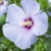 Altheastruik Op Stam (Hibiscus Syriacus 'Oiseau Blue') -Planten Verkoopwinkel hibiscus syriacus oiseau bleu
