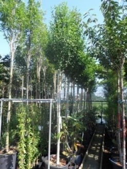 Altheastruik Als Boom (Hibiscus Syriacus 'Oiseau Blue') -Planten Verkoopwinkel hibiscus syriacus oiseau bleu 12 14ho cont 1